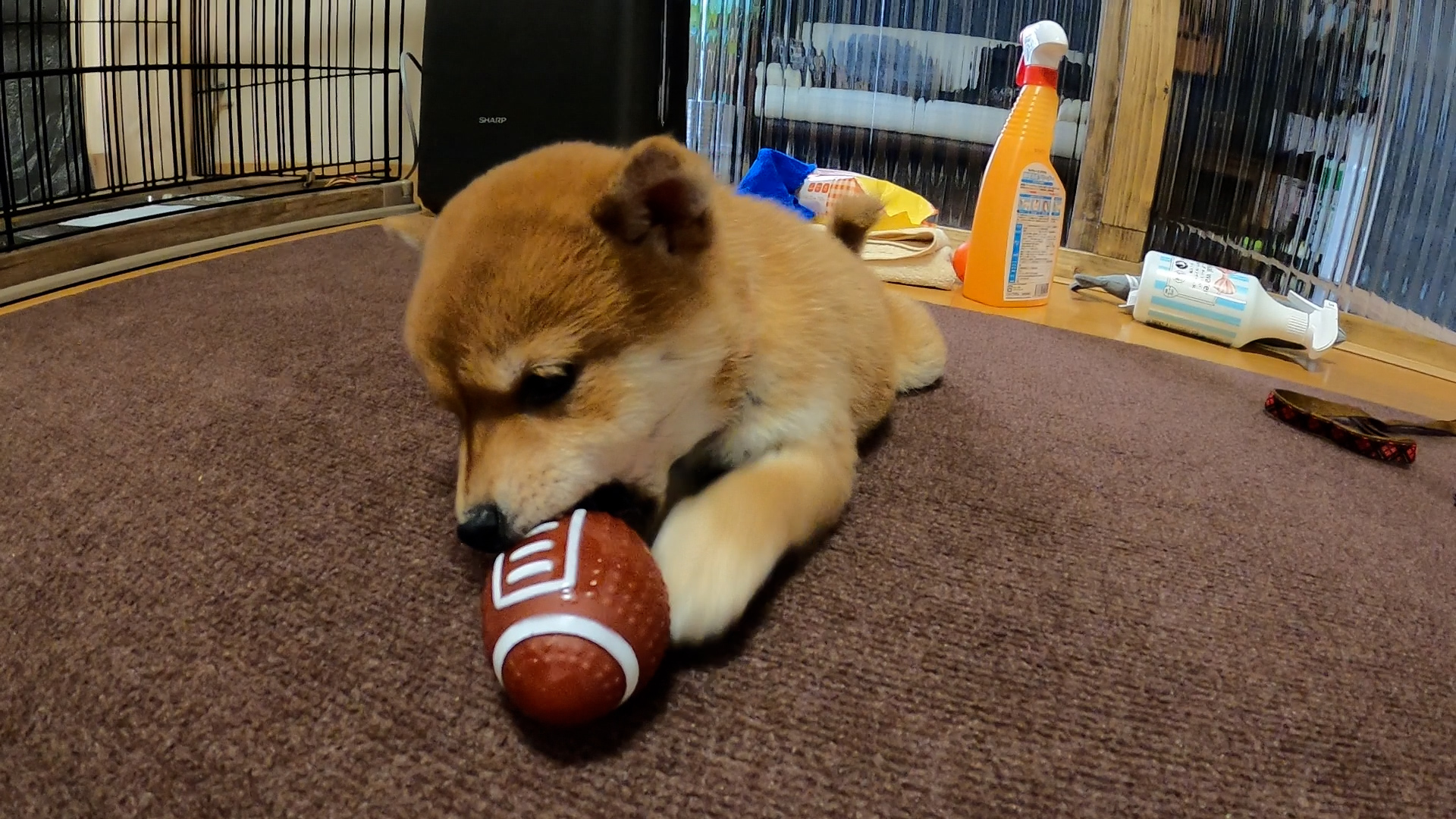 柴犬 豆柴 ボール遊び さんま君だけでは無かった 何気ない日常の幸せ