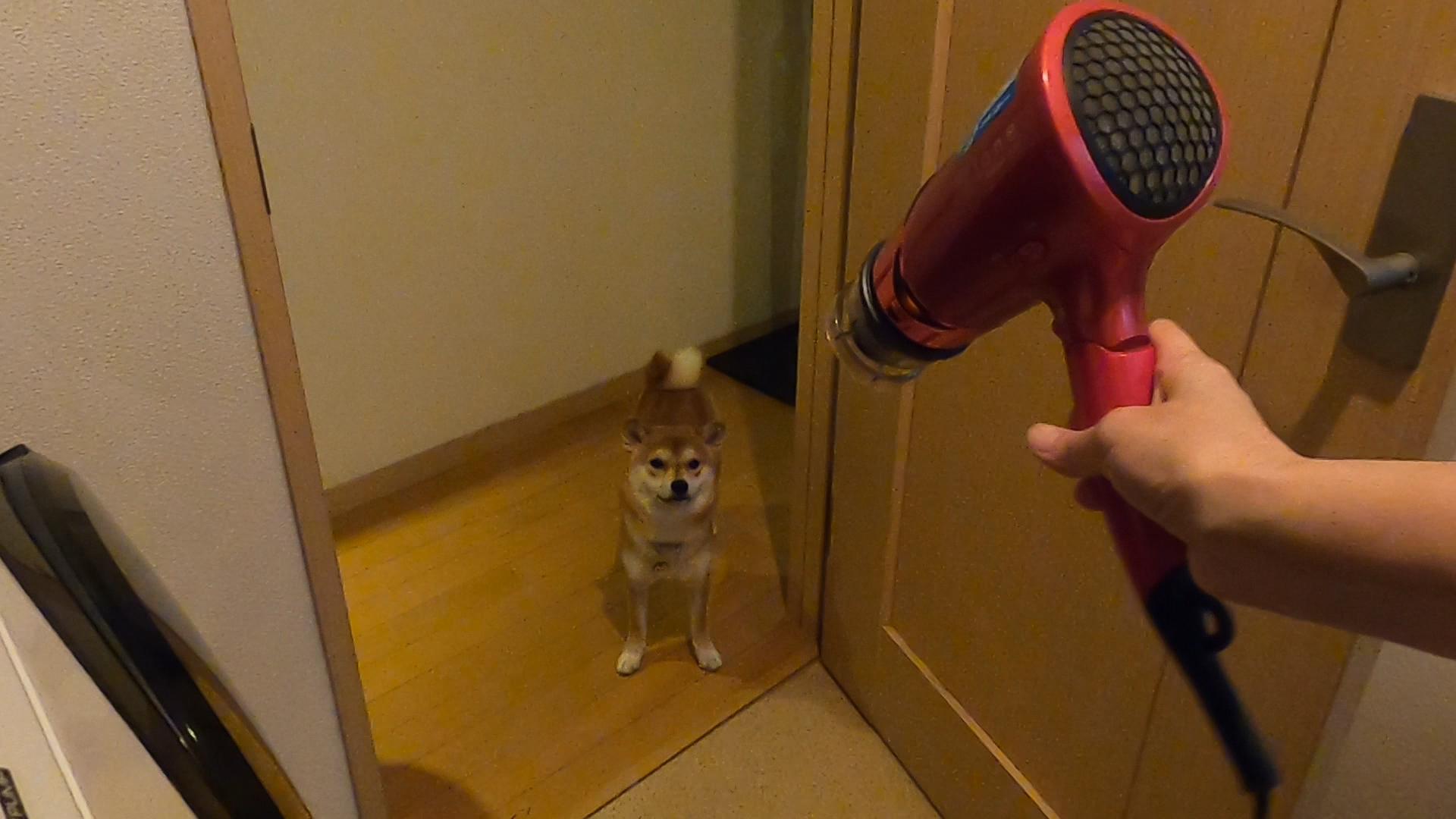 ドライヤーを嫌がらずに寄ってくる豆柴 豆柴犬 はる 生後8ヶ月 何気ない日常の幸せ